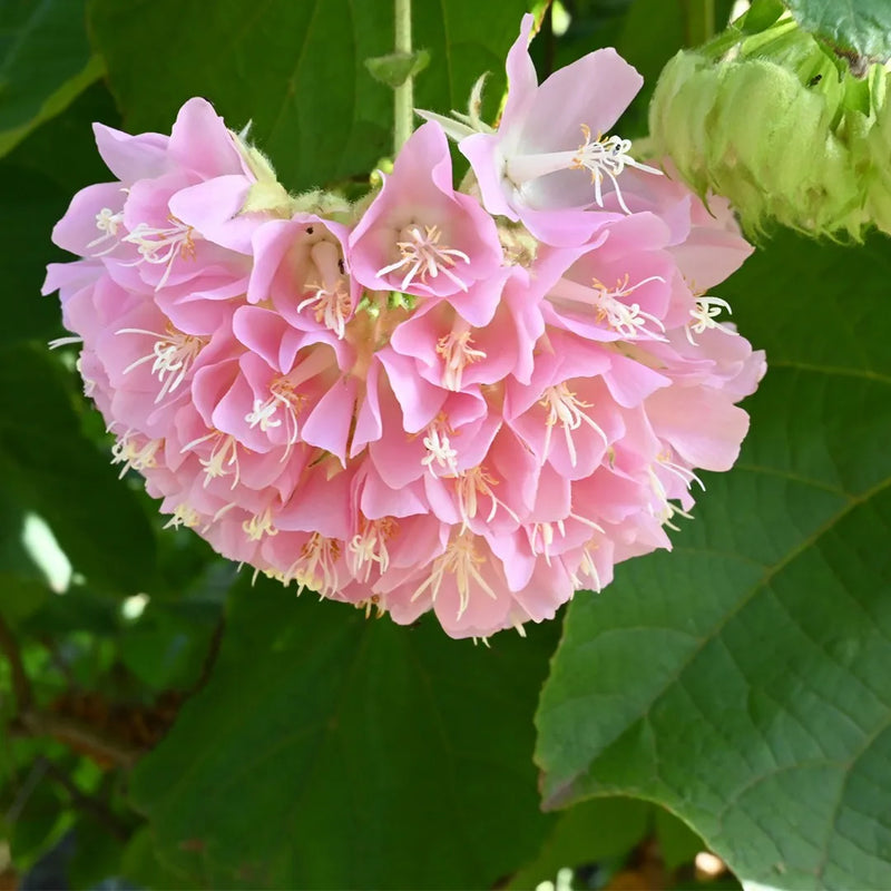 Dombeya Bourgassiae Pink Blossom Plant Seeds for Planting