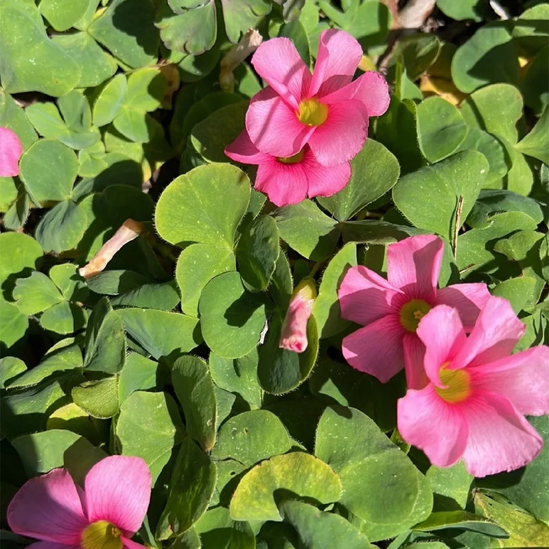 African Oxalis Flower Seeds for Exotic Gardens