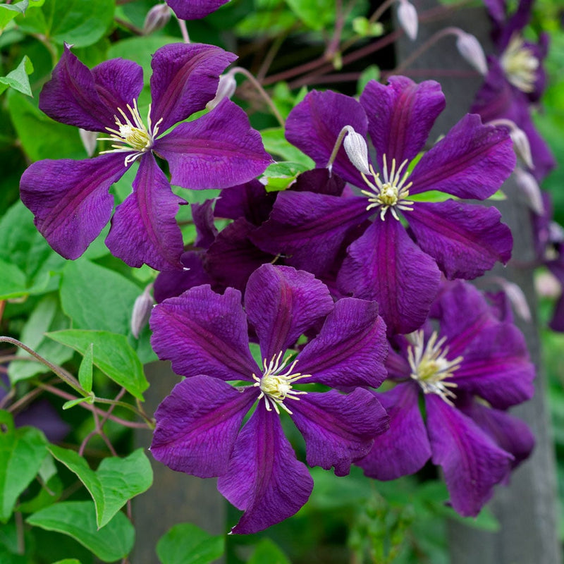 Clematis Flower seeds for Planting Colorful Display Heirloom & GMO Free Seeds for Home Garden