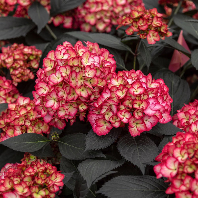 Yellow Red Hydrangea Flower seeds for Planting - Colorful Display, Heirloom & GMO Free Seeds for Home Garden
Sale for planting in home garden