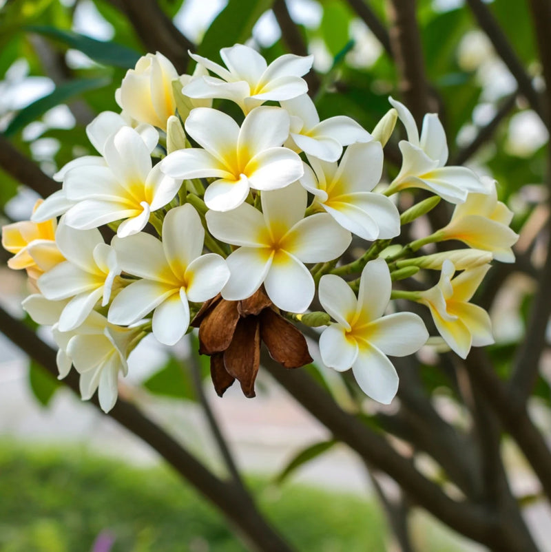 White Frangipani Flower seeds for Planting - Compact Growth, Heirloom & GMO Free Seeds for Home Garden
