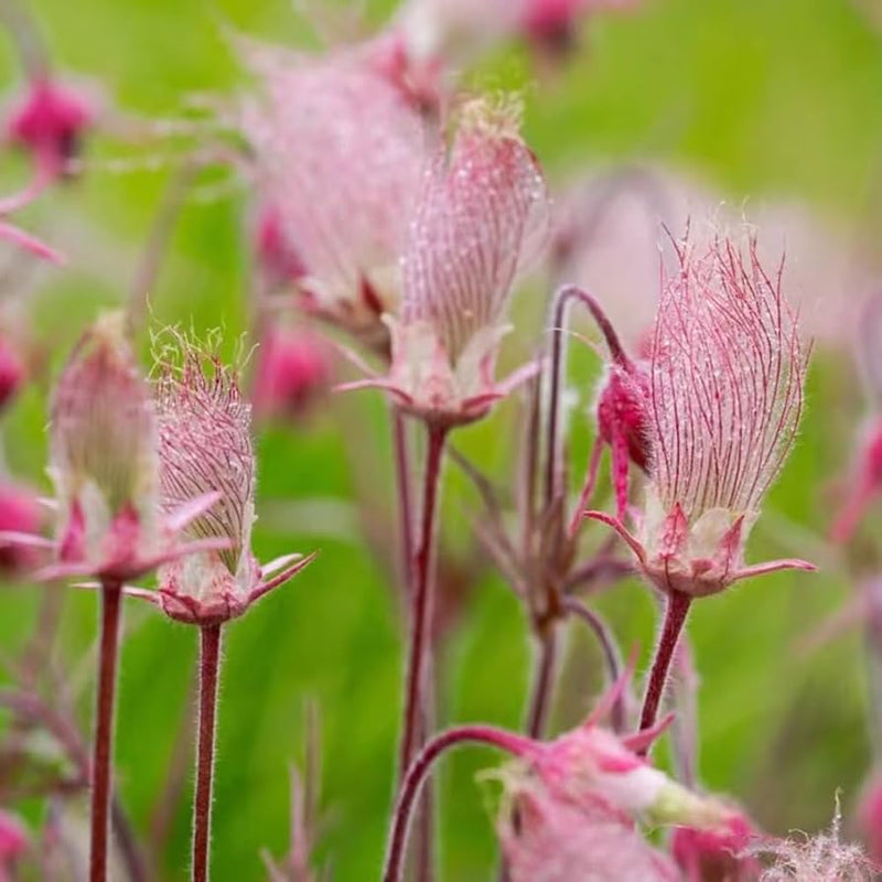 Smoke Flower seeds for Planting Garden Favorite Heirloom & GMO Free Seeds for Home Garden
Sale seeds for home garden planting