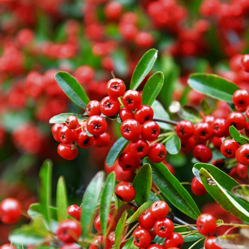 Red Firethorn Flower seeds for Planting Colorful Display Heirloom & GMO Free Seeds for Home Garden
Sale seeds for home garden planting