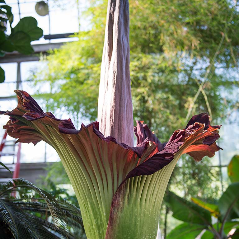 Amorphophallus Flower seeds for Planting Drought Tolerant Heirloom & GMO Free Seeds for Home Garden
Sale seeds for home garden planting