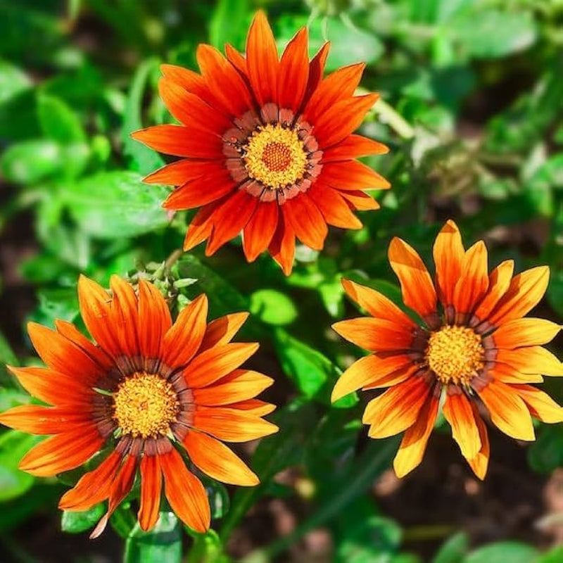 Gray Gazania Flower seeds for Planting - Compact Growth, Heirloom & GMO Free Seeds for Home Garden
Sale seeds for home garden
