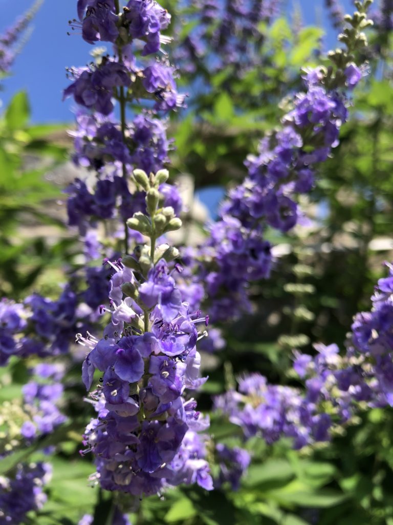 Purple Angus Castus Flower seeds for Planting - Seasonal Bloomer, Heirloom & GMO Free Seeds for Home Garden
Sale seeds for planting in home garden