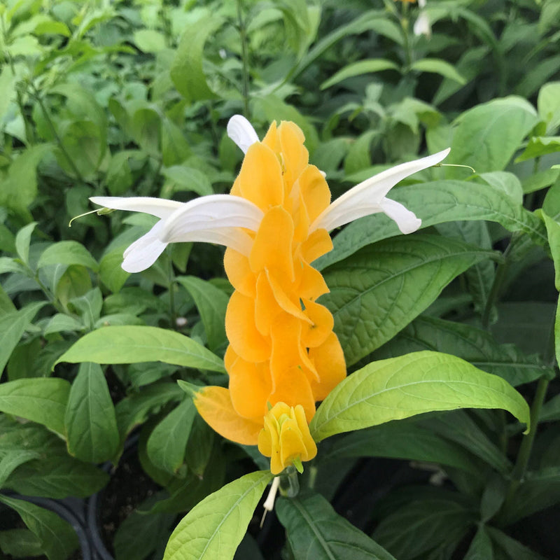 White Yellow Pachystachys Flower seeds for Planting Fragrant Blossoms Heirloom & GMO Free Seeds for Home Garden
Sale seeds for home garden planting