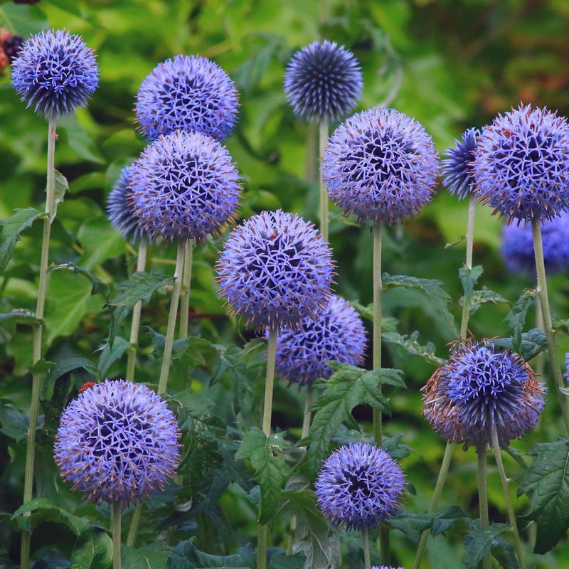 Echinops Ritro Flower seeds for Planting Perfect for Borders Heirloom & GMO Free Seeds for Home Garden
Sale seeds for home garden planting