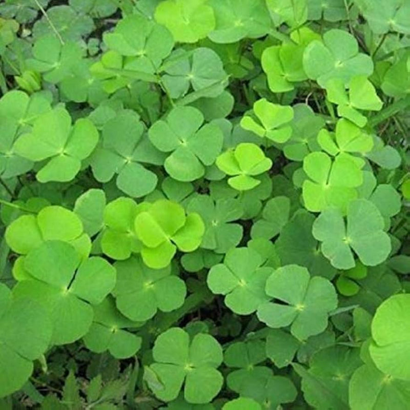Light Green Clover Flower seeds for Planting - Cut Flower Favorite, Heirloom & GMO Free Seeds for Home Garden
Sale seeds for planting in home garden