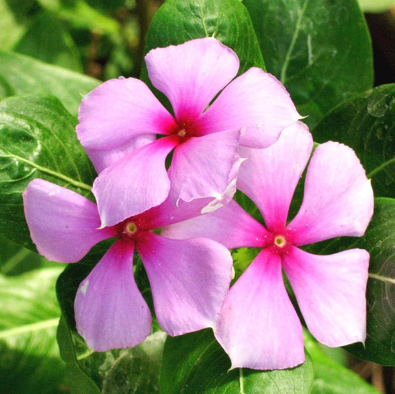 Catharanthus Flower seeds for Planting - Cottage Garden Essential, Heirloom & GMO Free Seeds for Home Garden
Sale for planting in home garden
