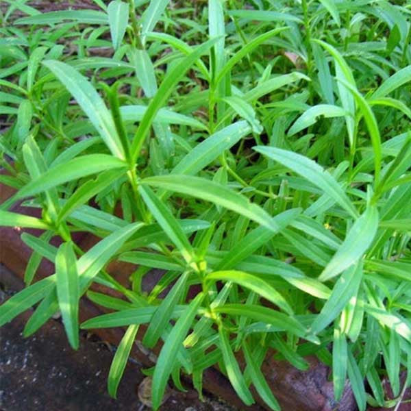 Tarragon Flower seeds for Planting - Cottage Garden Essential, Heirloom & GMO Free Seeds for Home Garden
Sale seeds for planting in home garden