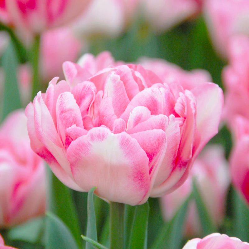 Double Tulip Flower seeds for Planting Hardy Variety Heirloom & GMO Free Seeds for Home Garden
Sale seeds for home garden planting