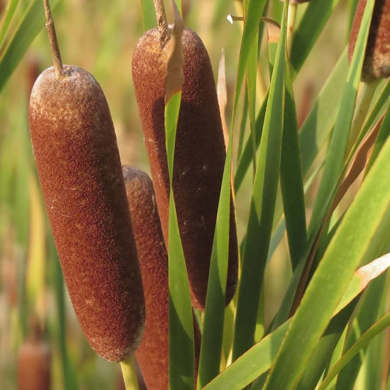 Cattails Flower seeds for Planting Seasonal Bloomer Heirloom & GMO Free Seeds for Home Garden
Sale seeds for home garden planting