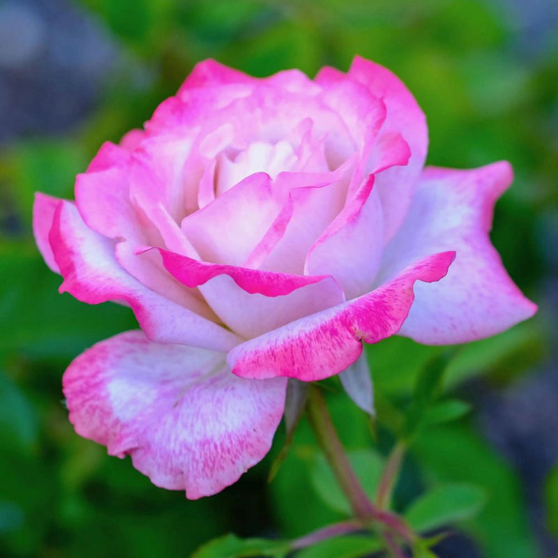 Pink White Rose Flower seeds for Planting Pollinator Friendly Heirloom & GMO Free Seeds for Home Garden
Sale seeds for home garden planting