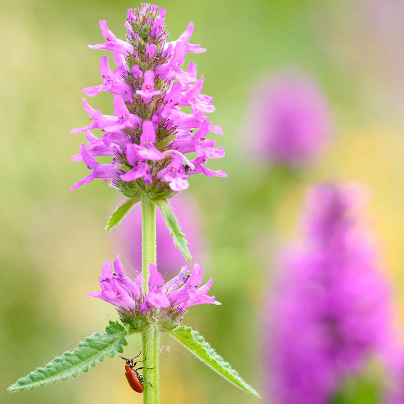 Stachys Flower seeds for Planting Colorful Display Heirloom & GMO Free Seeds for Home Garden
Sale seeds for home garden planting