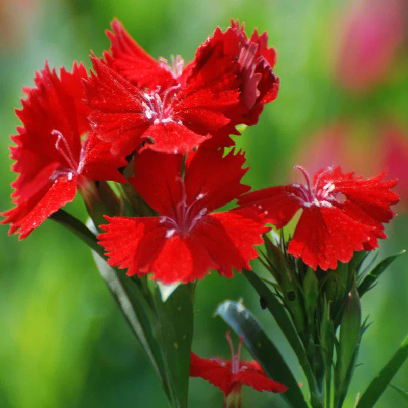 Red Dianthus Flower seeds for Planting Garden Favorite Heirloom & GMO Free Seeds for Home Garden
Sale seeds for home garden planting