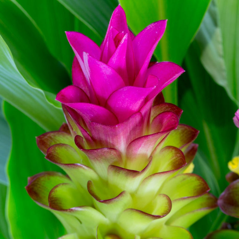 Curcumae Flower seeds for Planting Wildflower Mix Heirloom & GMO Free Seeds for Home Garden
Sale seeds for home garden planting