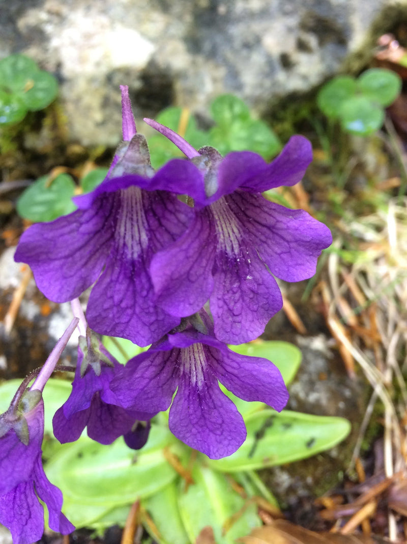 Blue Pinguicula Grandiflora Flower seeds for Planting - Bright Blooms, Heirloom & GMO Free Seeds for Home Garden
Sale seeds for planting in home garden