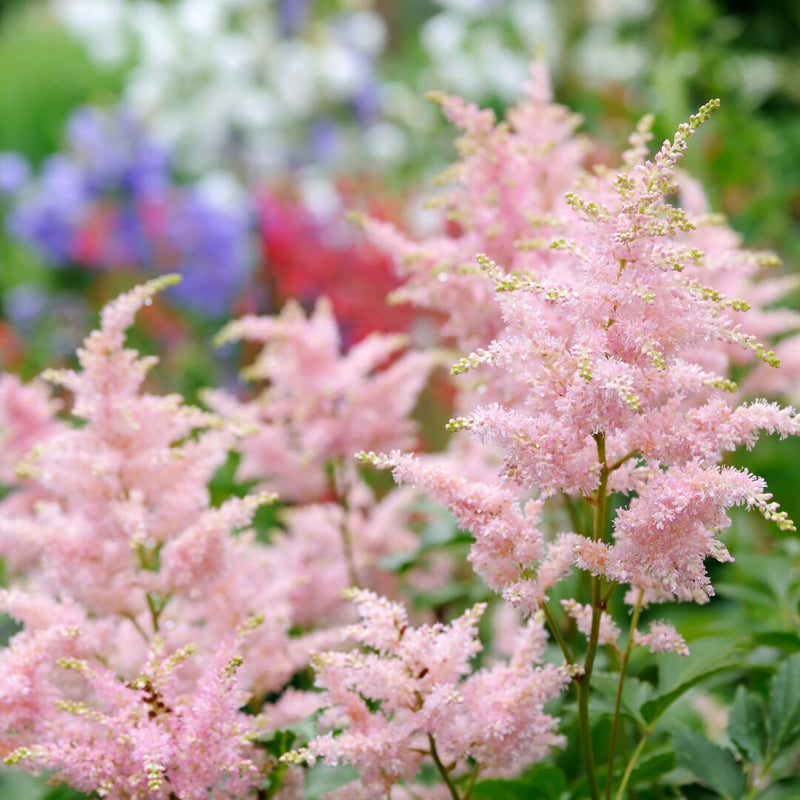 Pink Astilbe Flower seeds for Planting - Low Maintenance, Heirloom & GMO Free Seeds for Home Garden
Sale seeds for home garden