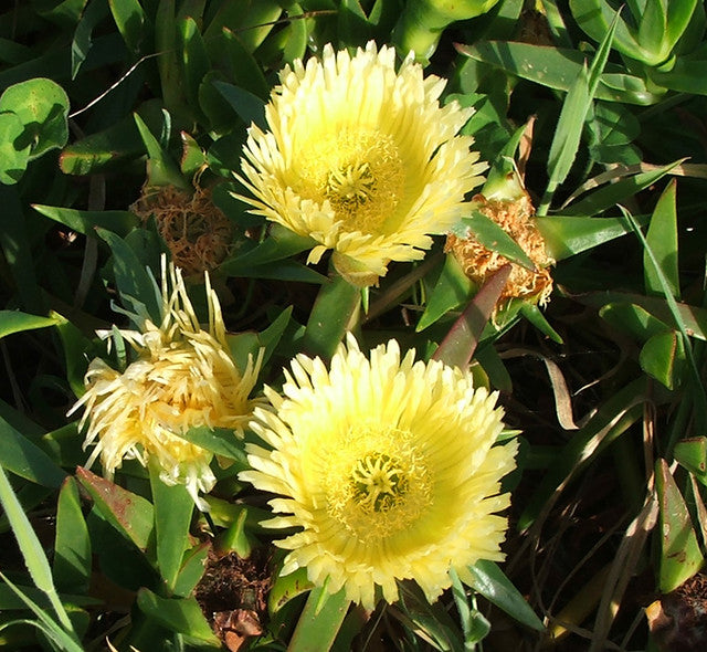Carpobrotus Flower seeds for Planting Drought Tolerant Heirloom & GMO Free Seeds for Home Garden
Sale seeds for home garden planting