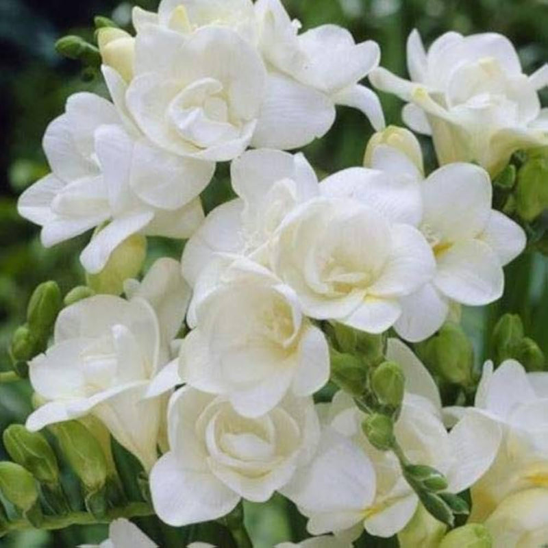 Freesia Flower seeds for Planting Cut Flower Favorite Heirloom & GMO Free Seeds for Home Garden
Sale seeds for home garden planting