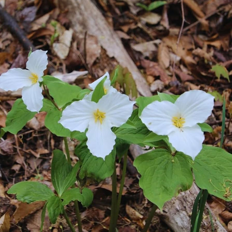 Trillium Flower seeds for Planting Premium Quality Heirloom & GMO Free Seeds for Home Garden
Sale for planting in home garden