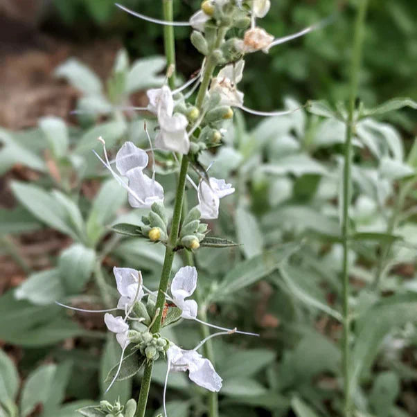 White Sage Flower seeds for Planting Fragrant Blossoms Heirloom & GMO Free Seeds for Home Garden
Sale seeds for home garden planting