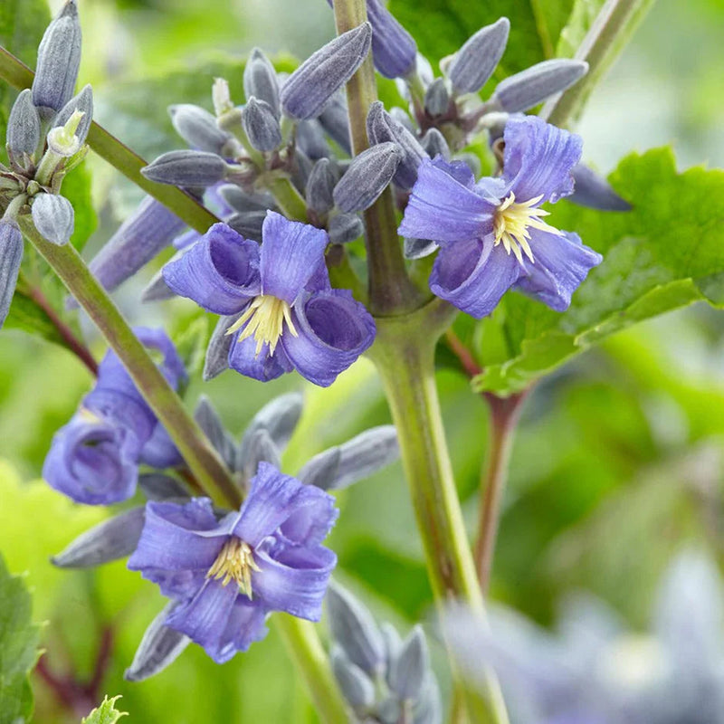 Clematis Heracleifolia Flower seeds for Planting Pollinator Friendly Heirloom & GMO Free Seeds for Home Garden
Sale seeds for home garden planting