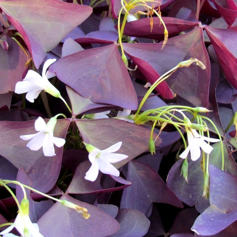 Red Woodsorrel Flower seeds for Planting Cottage Garden Essential Heirloom & GMO Free Seeds for Home Garden
Sale seeds for home garden planting