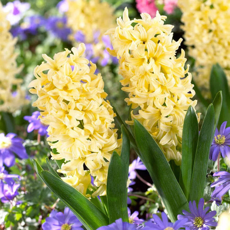 Light Yellow Hyacinth Flower seeds for Planting Colorful Display Heirloom & GMO Free Seeds for Home Garden
Sale seeds for home garden planting