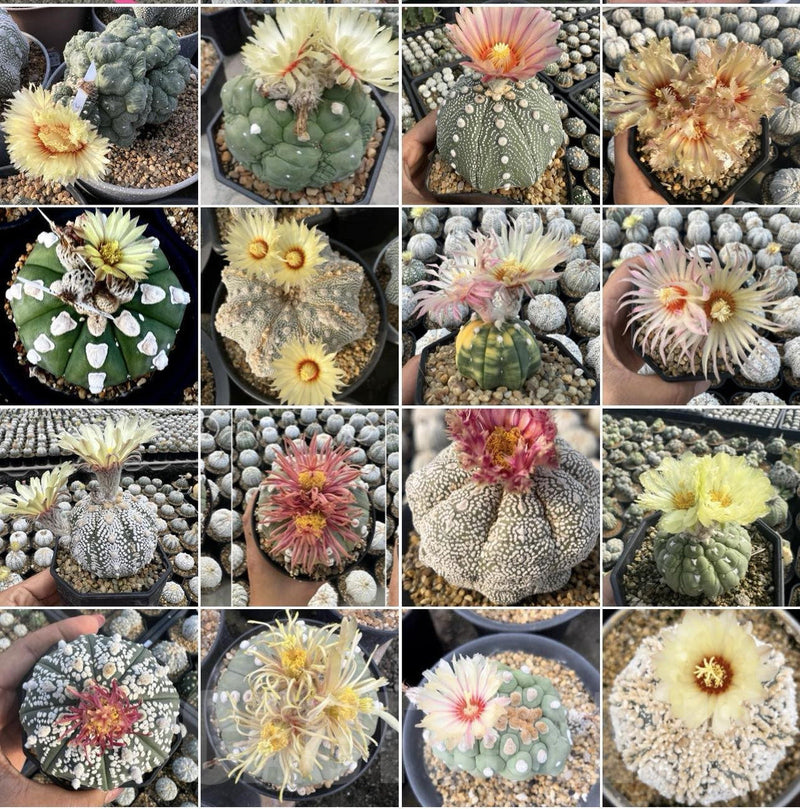 Mixed Astrophytum Flower seeds for Planting - Drought Tolerant, Heirloom & GMO Free Seeds for Home Garden
Sale seeds for planting in home garden