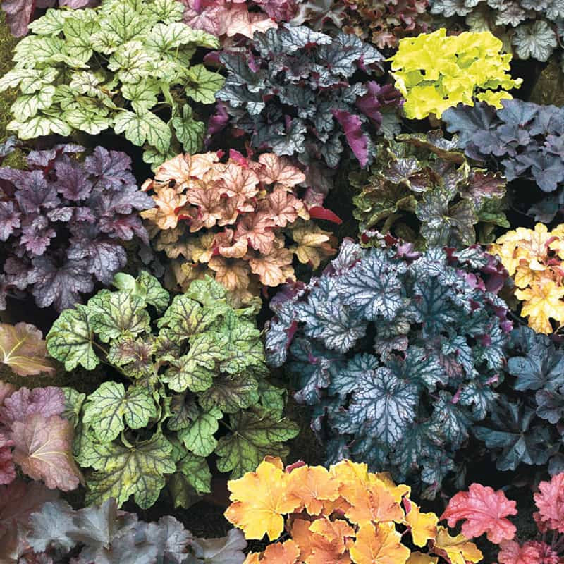 Mix Heuchera Champagne Flower seeds for Planting Pollinator Friendly Heirloom & GMO Free Seeds for Home Garden
Sale seeds for home garden planting