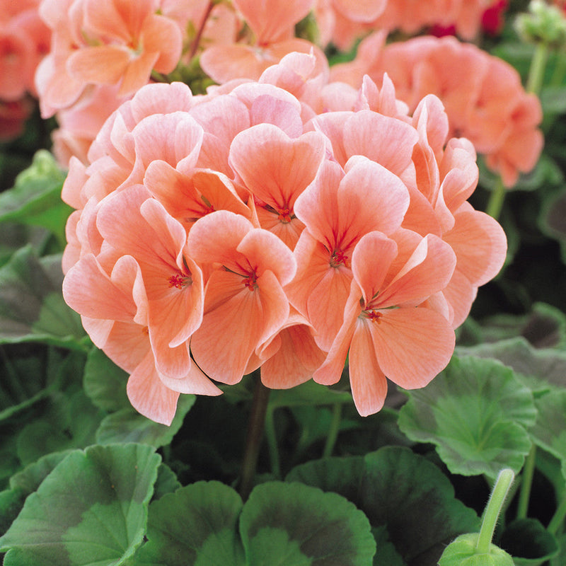 Peach Geranium Flower seeds for Planting Vibrant Colors Heirloom & GMO Free Seeds for Home Garden
Sale seeds for home garden planting