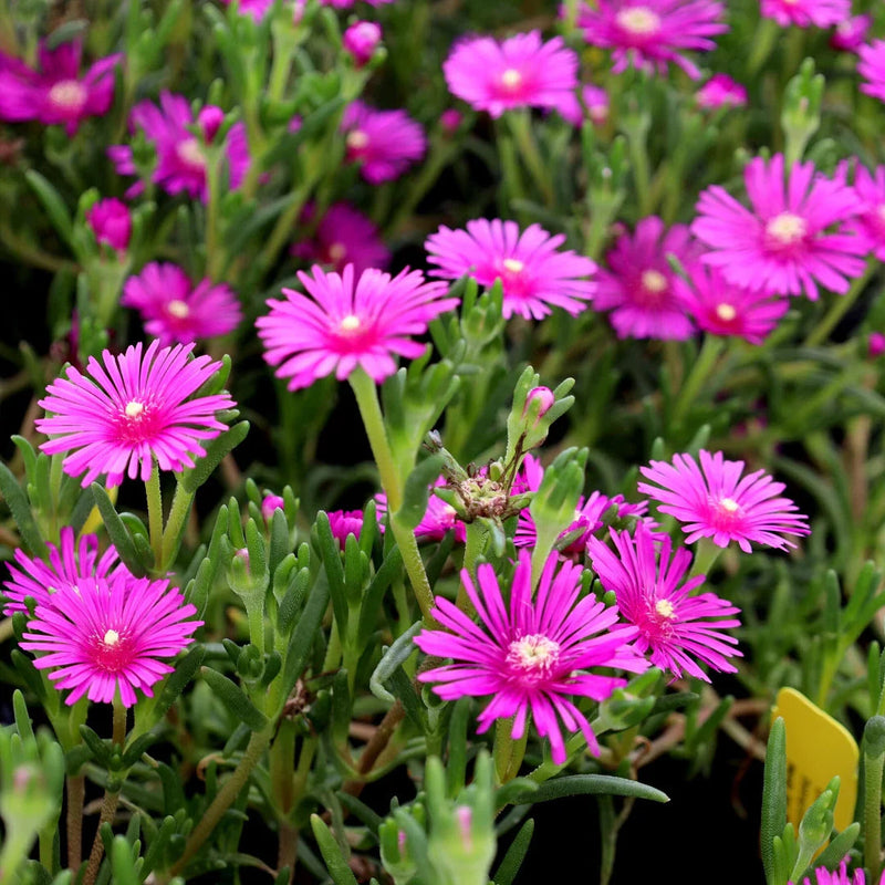 Pink Table Mountain Flower seeds for Planting Low Maintenance Heirloom & GMO Free Seeds for Home Garden
Sale seeds for home garden planting