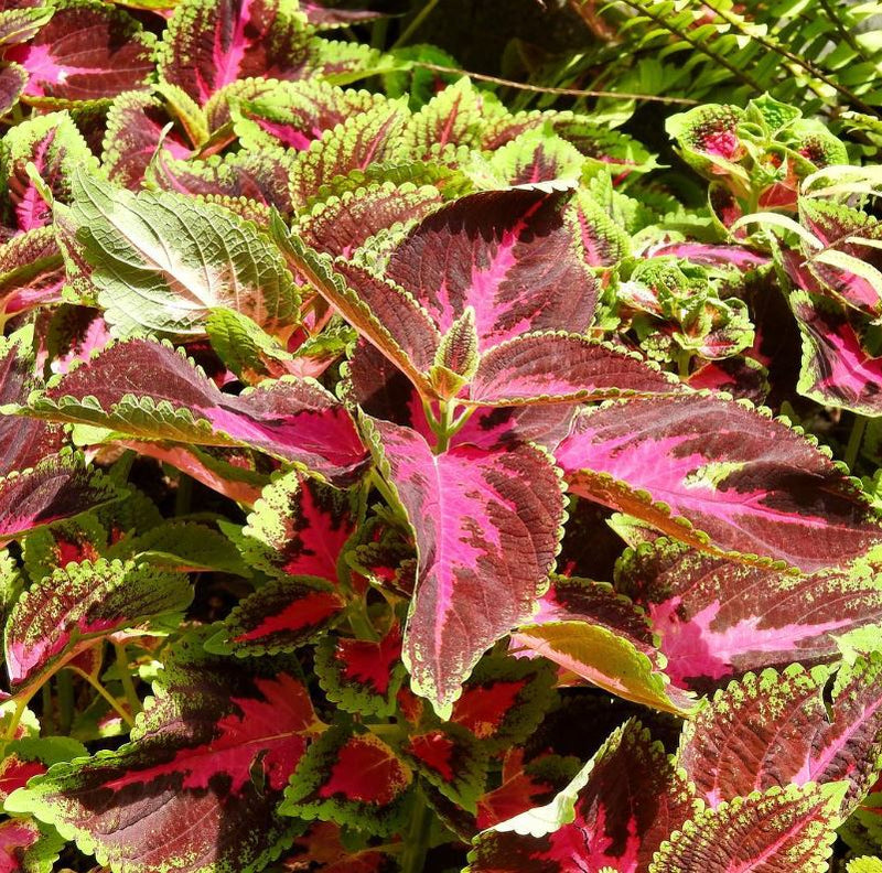Coleus Seeds Flower seeds for Planting Sun Loving Heirloom & GMO Free Seeds for Home Garden
Sale seeds for home garden planting