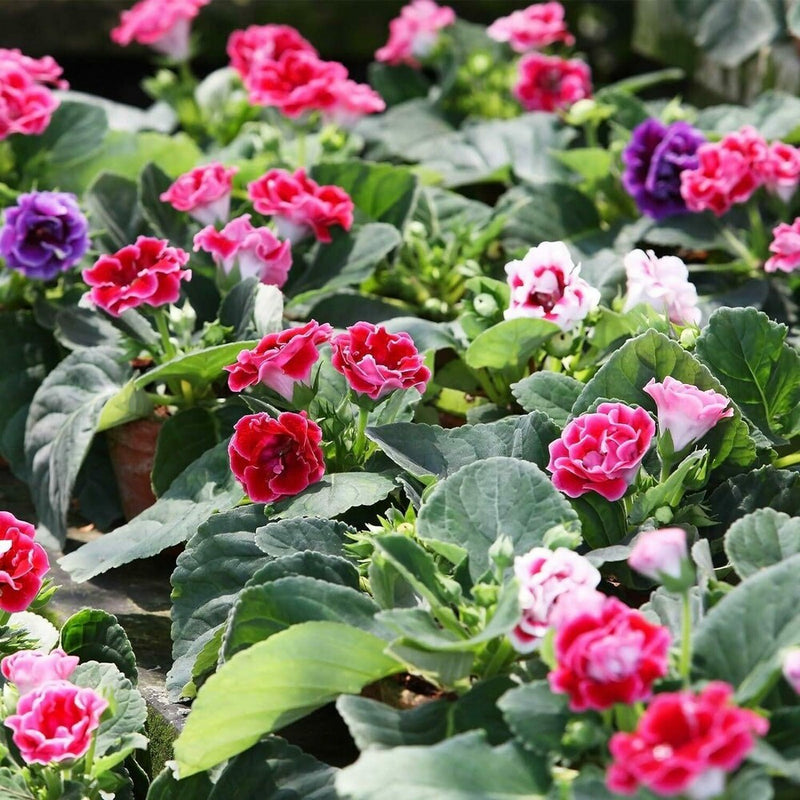 Mixed Gloxinia Flower seeds for Planting Cottage Garden Essential Heirloom & GMO Free Seeds for Home Garden
Sale seeds for home garden planting