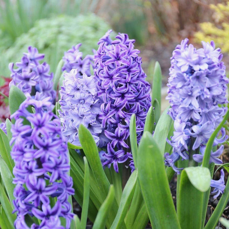 Hyacinthus Flower seeds for Planting Garden Favorite Heirloom & GMO Free Seeds for Home Garden
Sale seeds for home garden planting