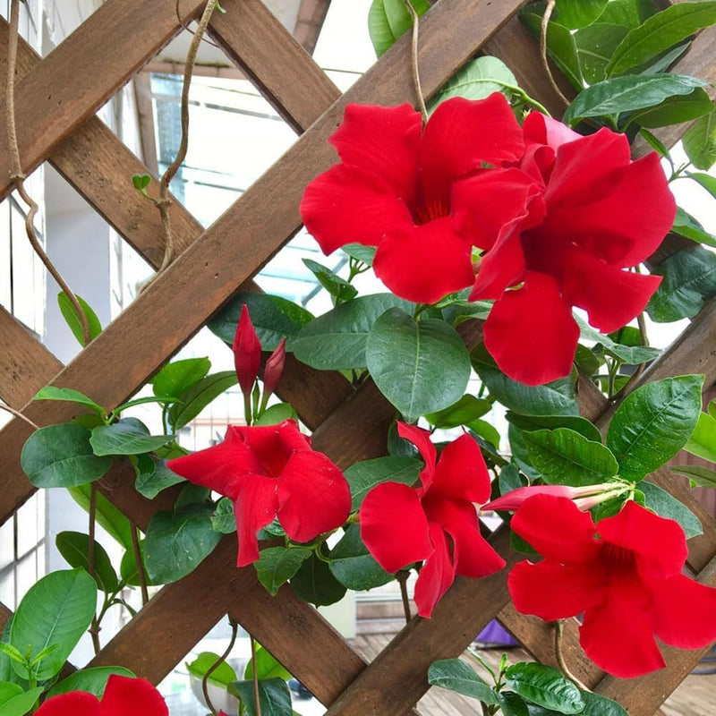 Dipladenia Flower seeds for Planting Colorful Display Heirloom & GMO Free Seeds for Home Garden
Sale for planting in home garden