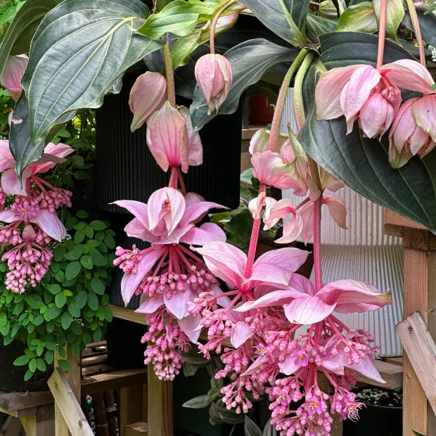 Medinilla Flower seeds for Planting Seasonal Bloomer Heirloom & GMO Free Seeds for Home Garden
Sale for planting in home garden