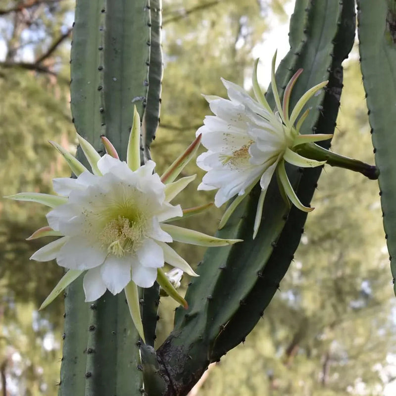 White Epiphyllum Oxypetalum Flower seeds for Planting Wildflower Mix Heirloom & GMO Free Seeds for Home Garden
Sale seeds for home garden planting