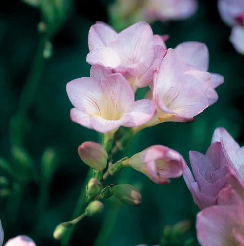 Baby Pink Freesia Flower seeds for Planting - Easy to Grow, Heirloom & GMO Free Seeds for Home Garden
Sale seeds for planting in home garden