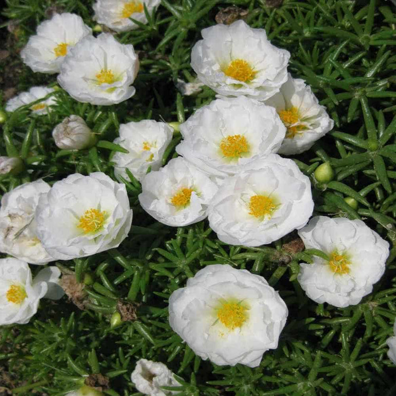 White MossRose Flower seeds for Planting Colorful Display Heirloom & GMO Free Seeds for Home Garden
Sale seeds for home garden planting