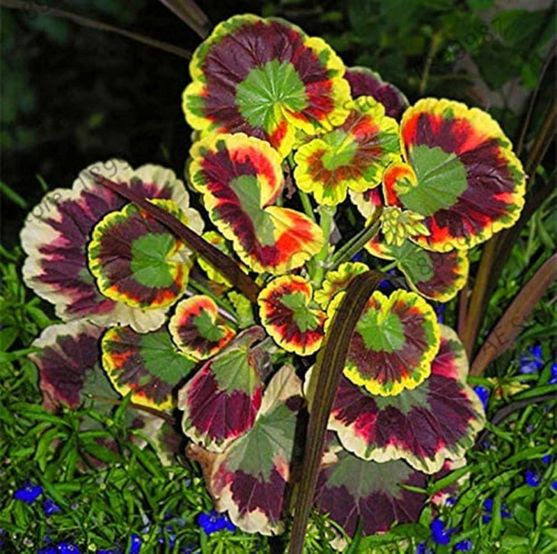Mixed Variegated Geranium Flower seeds for Planting Hardy Variety Heirloom & GMO Free Seeds for Home Garden
Sale seeds for home garden planting
