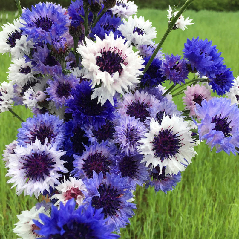 Mixed Bachelor Flower seeds for Planting - Cottage Garden Essential, Heirloom & GMO Free Seeds for Home Garden
Sale seeds for planting in home garden