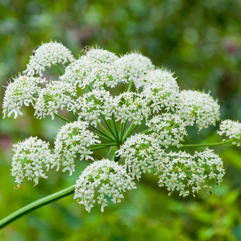 White Anne's Flower seeds for Planting Wildflower Mix Heirloom & GMO Free Seeds for Home Garden
Sale seeds for home garden planting