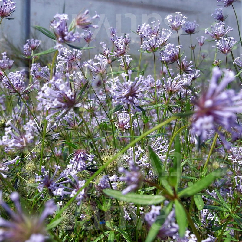 Asperula Flower seeds for Planting, Easy to Grow Heirloom & GMO Free Seeds for Home Garden Sale