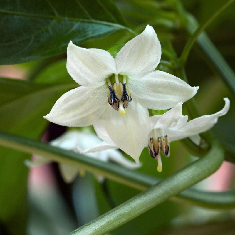 Jalapeno Flower seeds for Planting Wildflower Mix Heirloom & GMO Free Seeds for Home Garden