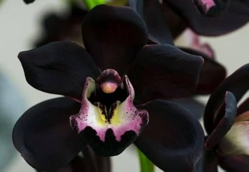 Black Phalaenopsis Orchid Seeds Perfect for Borders Heirloom & GMO Free Seeds for Home Garden
Sale
