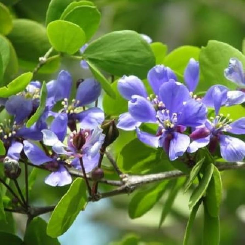 Blue Lignum Vitae Flower seeds for Planting - Premium Quality, Heirloom & GMO Free Seeds for Home Garden
Sale seeds for planting in home garden