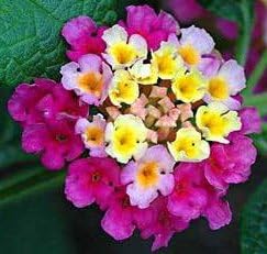 Feston Purple Yellow Rose Flower seeds for Planting - Wildflower Mix, Heirloom & GMO Free Seeds for Home Garden
Sale seeds for home garden